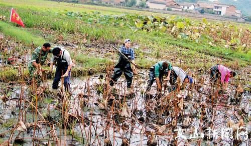 《爸爸去哪儿》爸爸们挖藕赚路费
