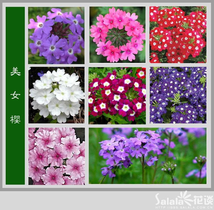 花满天